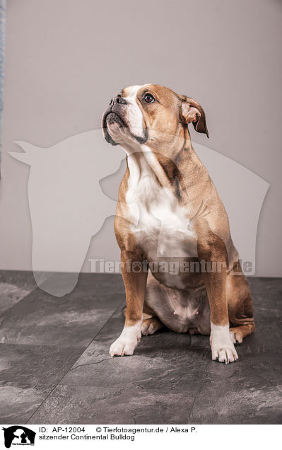 sitzender Continental Bulldog / AP-12004