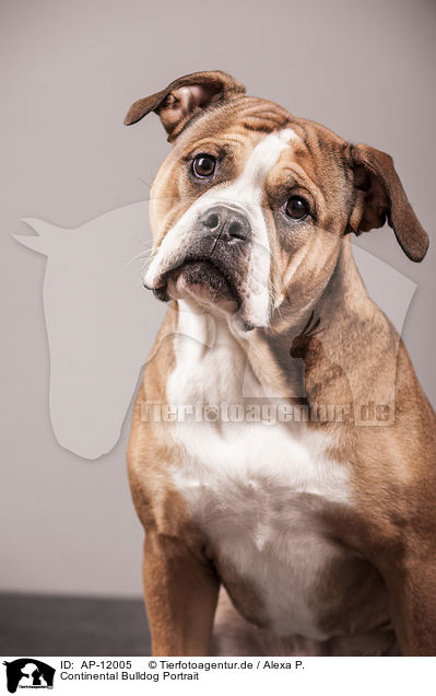 Continental Bulldog Portrait / AP-12005