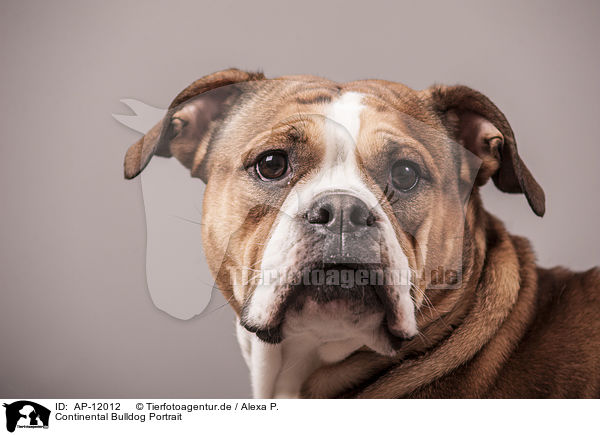 Continental Bulldog Portrait / AP-12012