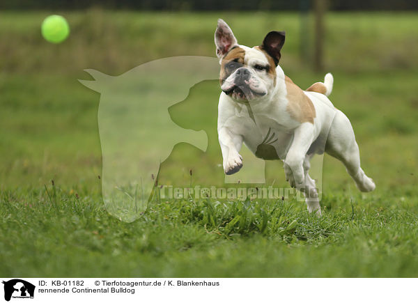 rennende Continental Bulldog / running Continental Bulldog / KB-01182