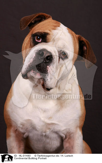 Continental Bulldog Portrait / Continental Bulldog Portrait / HL-01480
