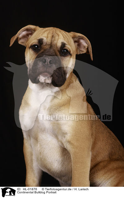 Continental Bulldog Portrait / Continental Bulldog Portrait / HL-01876