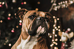 Continental Bulldog zu Weihnachten