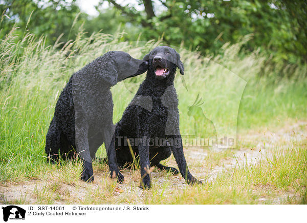 2 Curly Coated Retriever / SST-14061