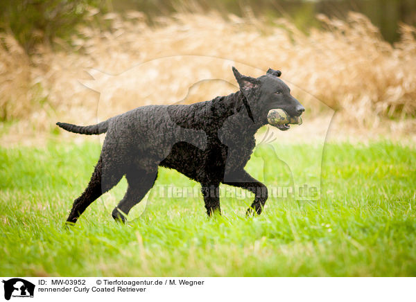 rennender Curly Coated Retriever / MW-03952