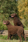 Curly Coated Retriever