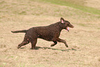 rennender Curly Coated Retriever