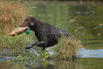 rennender Curly Coated Retriever