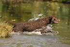 Curly Coated Retriever