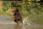 rennender Curly Coated Retriever