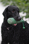 Curly Coated Retriever Portrait