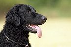 Curly Coated Retriever Portrait