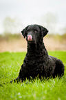 Curly Coated Retriever liegt im Gras