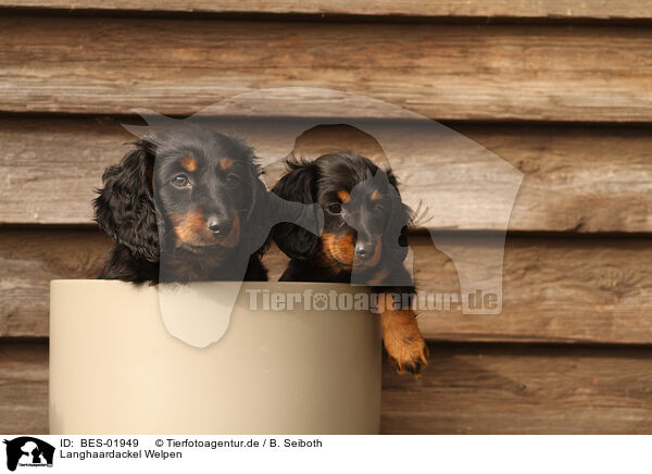 Langhaardackel Welpen / longhaired Dachshund puppies / BES-01949