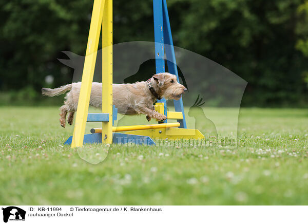 rauhaariger Dackel / wirehaired Dachshund / KB-11994