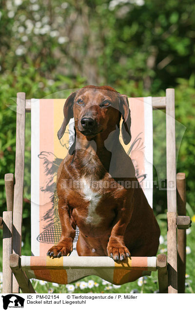 Dackel sitzt auf Liegestuhl / teckel on deckchair / PM-02154