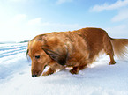 Langhaardackel im Schnee