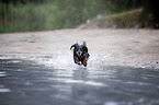 Dackel rennt ins Wasser