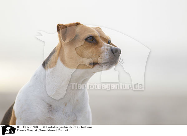 Dansk Svensk Gaardshund Portrait / DG-08760