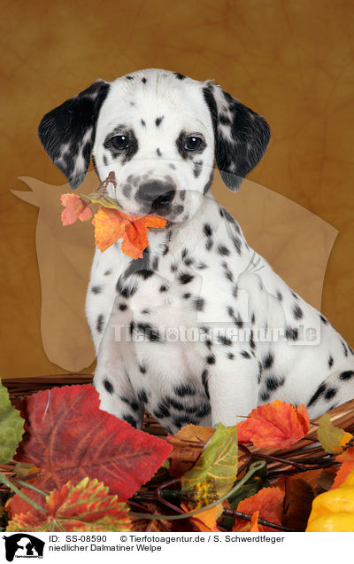 niedlicher Dalmatiner Welpe / cute Dalmatian Puppy / SS-08590