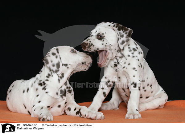 Dalmatiner Welpen / Dalmatian Puppies / BS-04080