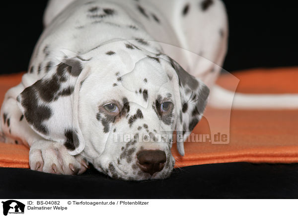Dalmatiner Welpe / Dalmatian Puppy / BS-04082