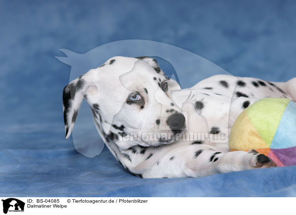 Dalmatiner Welpe / Dalmatian Puppy / BS-04085