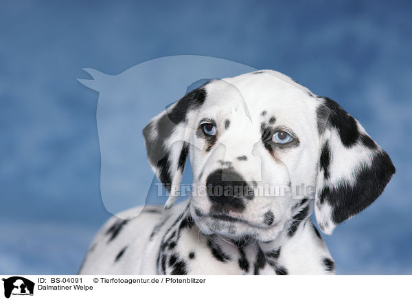 Dalmatiner Welpe / Dalmatian Puppy / BS-04091