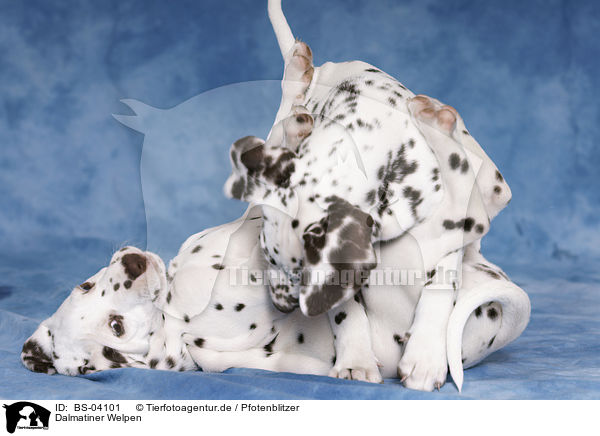 Dalmatiner Welpen / Dalmatian Puppies / BS-04101