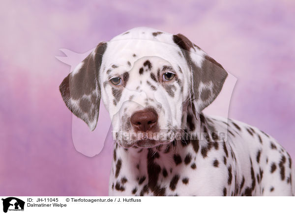 Dalmatiner Welpe / Dalmatian Puppy / JH-11045