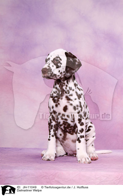 Dalmatiner Welpe / Dalmatian Puppy / JH-11049