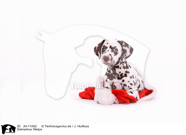 Dalmatiner Welpe / Dalmatian Puppy / JH-11082