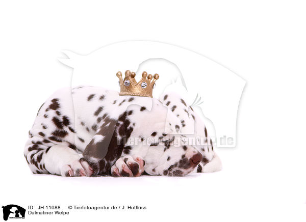 Dalmatiner Welpe / Dalmatian Puppy / JH-11088
