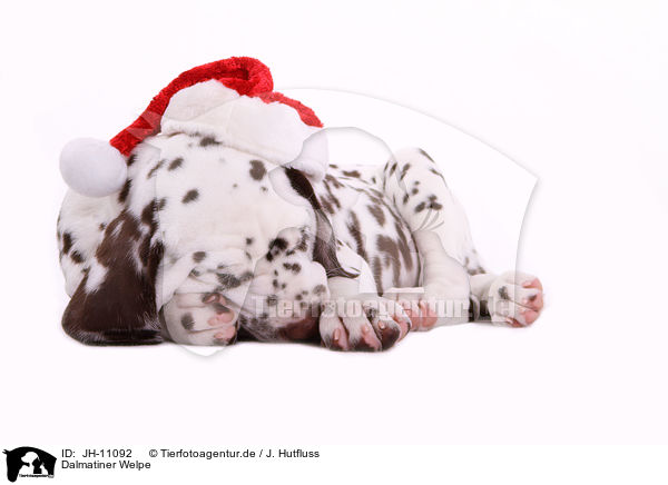 Dalmatiner Welpe / Dalmatian Puppy / JH-11092