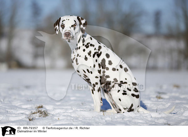 Dalmatiner im Winter / Dalmatian in winter / RR-79357