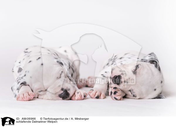 schlafende Dalmatiner Welpen / sleeping Dalmatian puppies / AM-06966