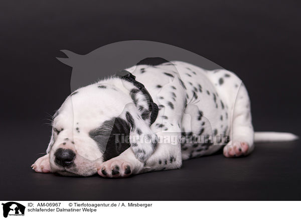 schlafender Dalmatiner Welpe / sleeping Dalmatian puppy / AM-06967