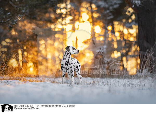 Dalmatiner im Winter / JEB-02363