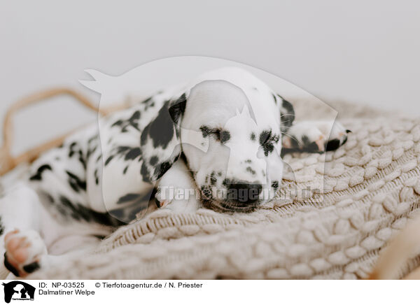 Dalmatiner Welpe / Dalmatian Puppy / NP-03525