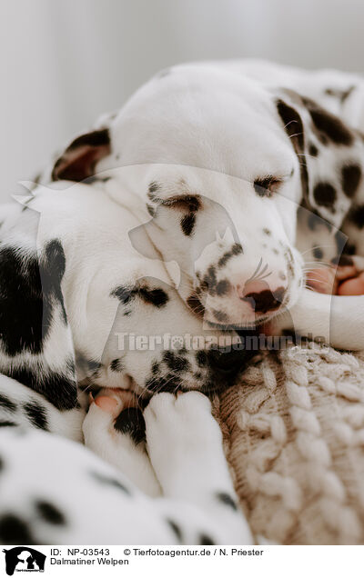 Dalmatiner Welpen / Dalmatian Puppies / NP-03543