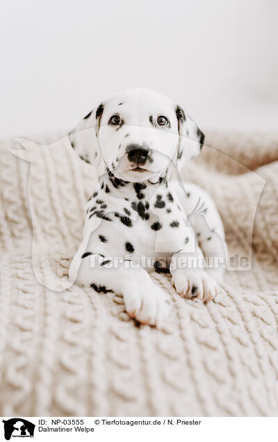 Dalmatiner Welpe / Dalmatian Puppy / NP-03555