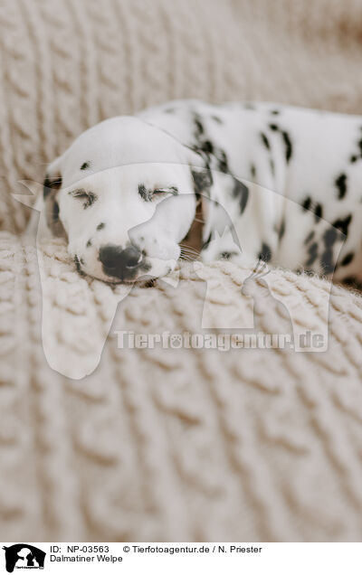 Dalmatiner Welpe / Dalmatian Puppy / NP-03563