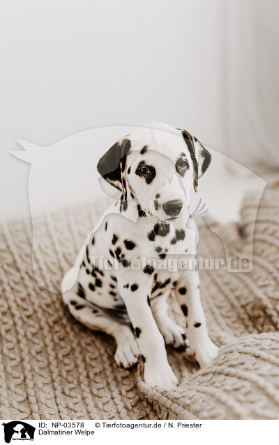 Dalmatiner Welpe / Dalmatian Puppy / NP-03578