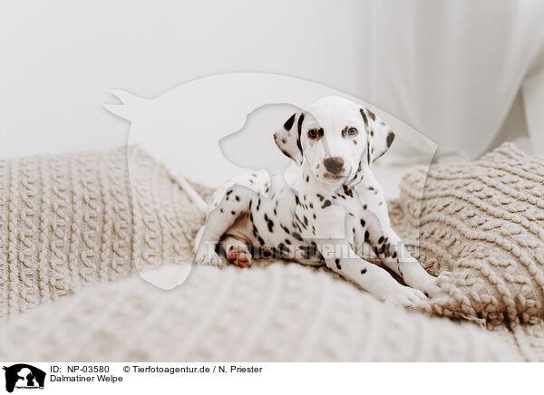 Dalmatiner Welpe / Dalmatian Puppy / NP-03580
