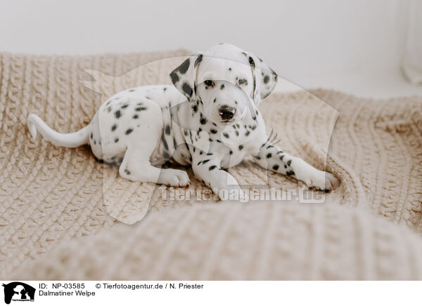 Dalmatiner Welpe / Dalmatian Puppy / NP-03585