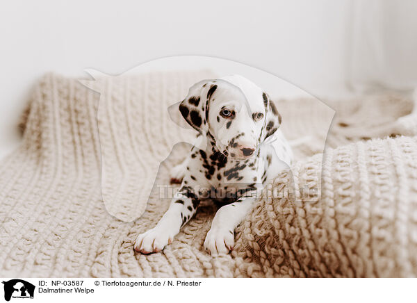 Dalmatiner Welpe / Dalmatian Puppy / NP-03587