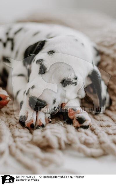 Dalmatiner Welpe / Dalmatian Puppy / NP-03594