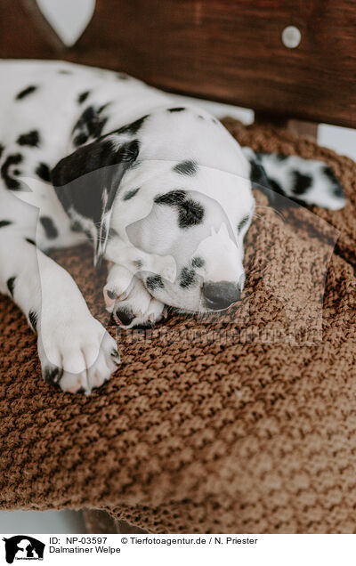 Dalmatiner Welpe / Dalmatian Puppy / NP-03597