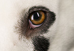 Dalmatiner Auge