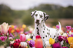 Blumen Hunde 